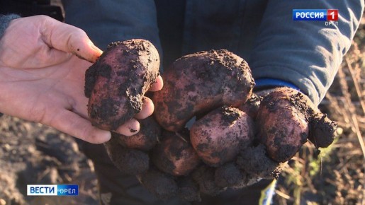 Орловский картофель высоко оценили в Москве