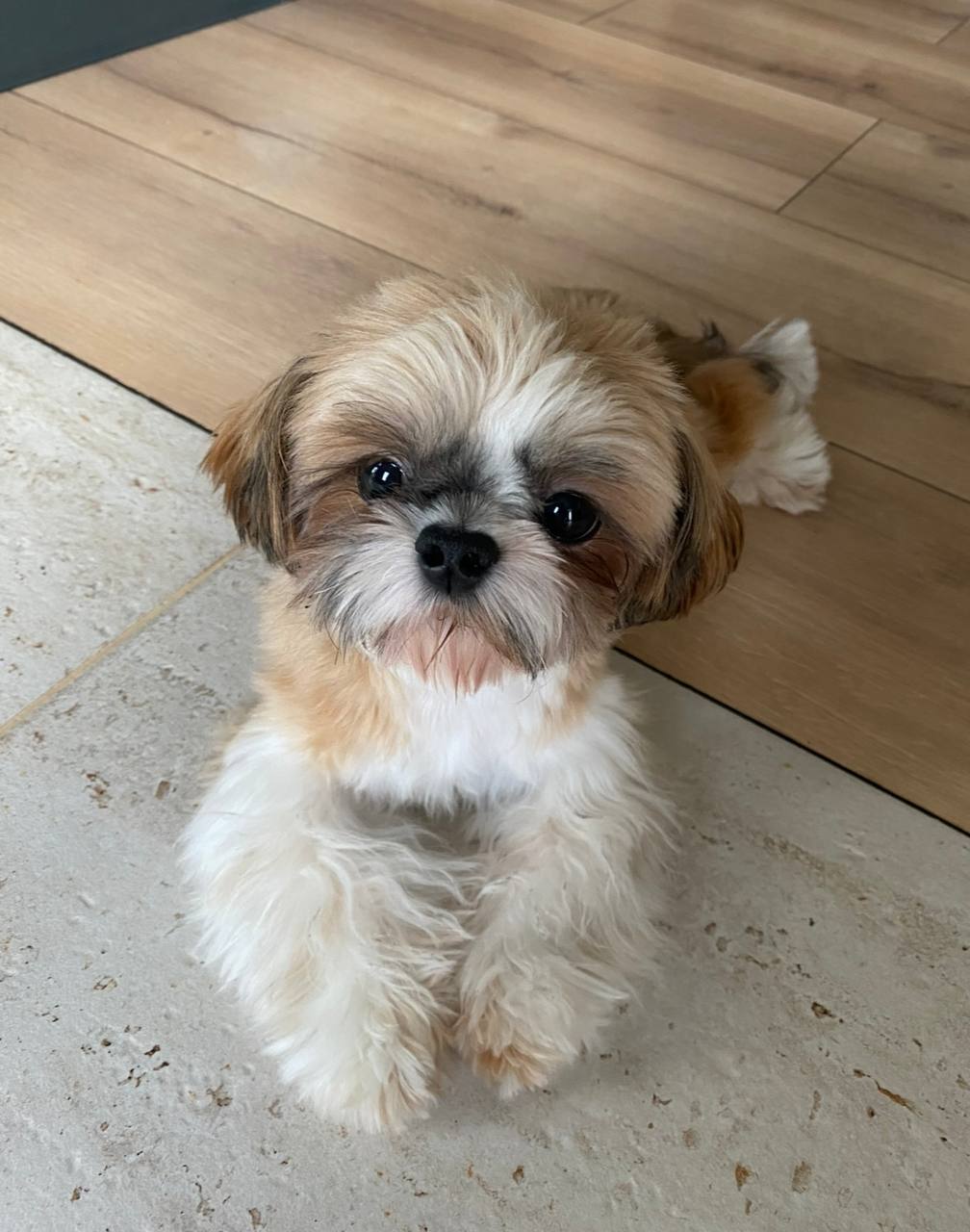 К нам обратилась орловчанка Ксения с просьбой помочь найти собаку