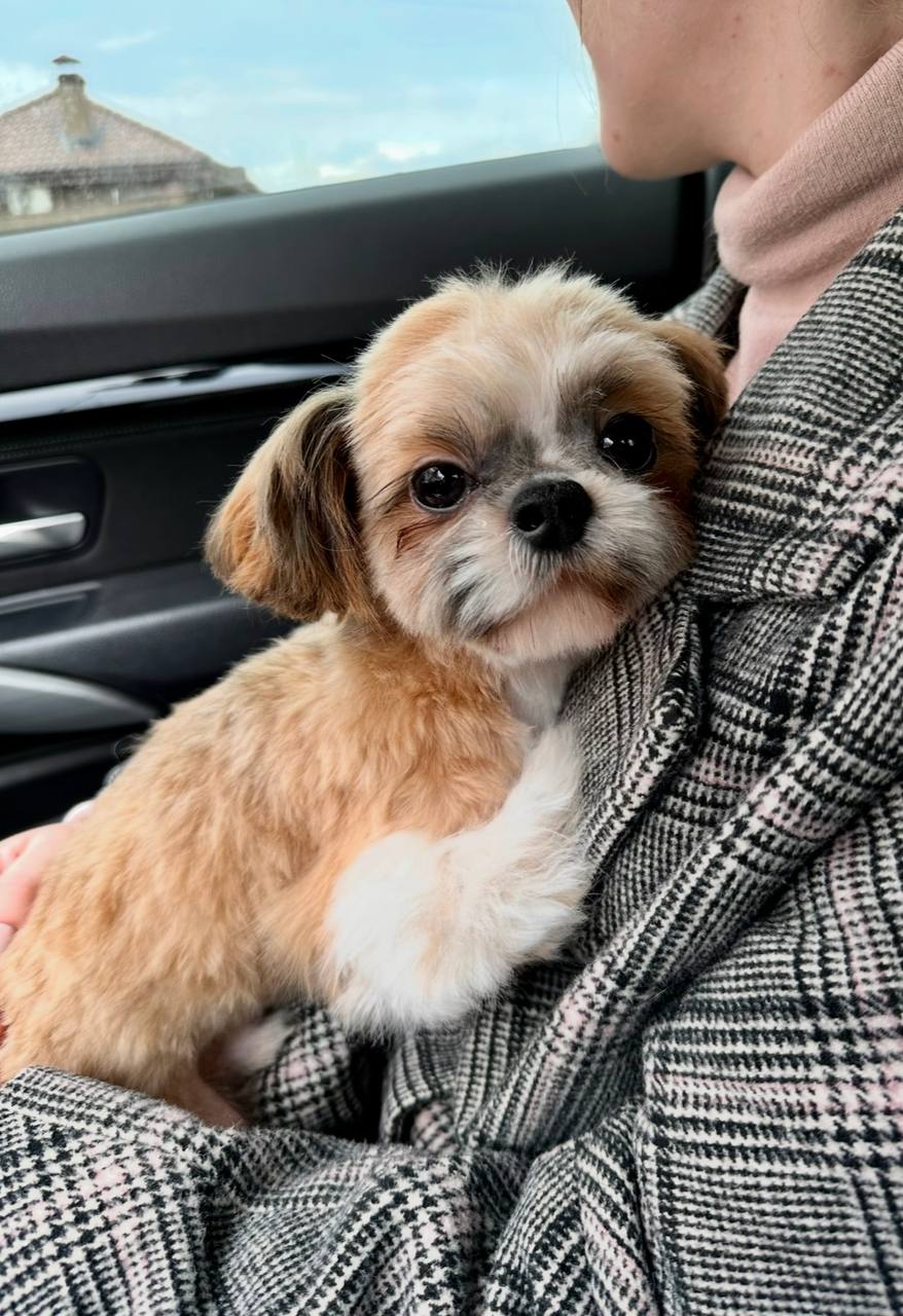 К нам обратилась орловчанка Ксения с просьбой помочь найти собаку К нам обратилась орловчанка Ксения с просьбой помочь найти собаку