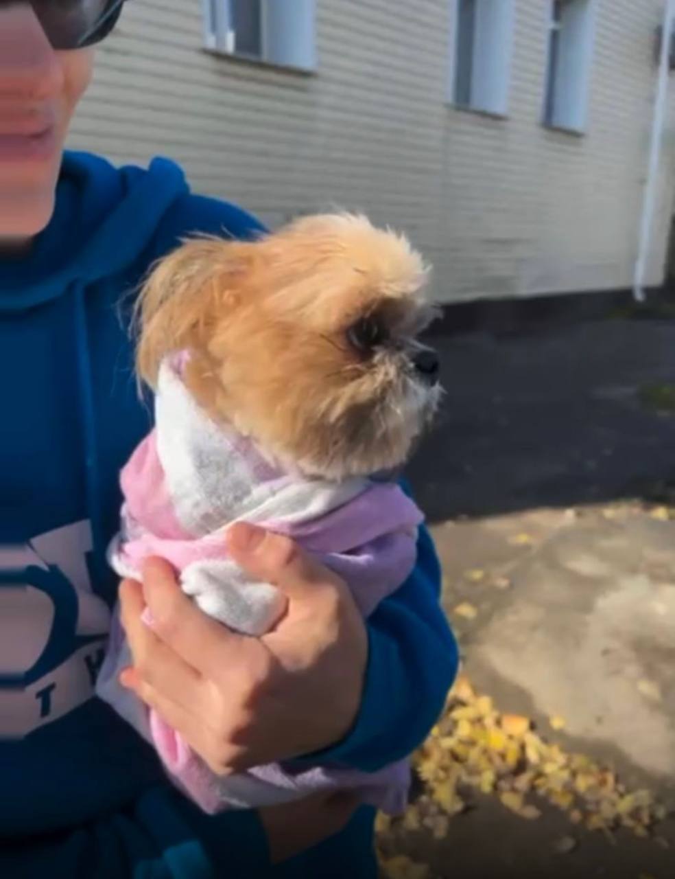 К нам обратилась орловчанка Ксения с просьбой помочь найти собаку К нам обратилась орловчанка Ксения с просьбой помочь найти собаку