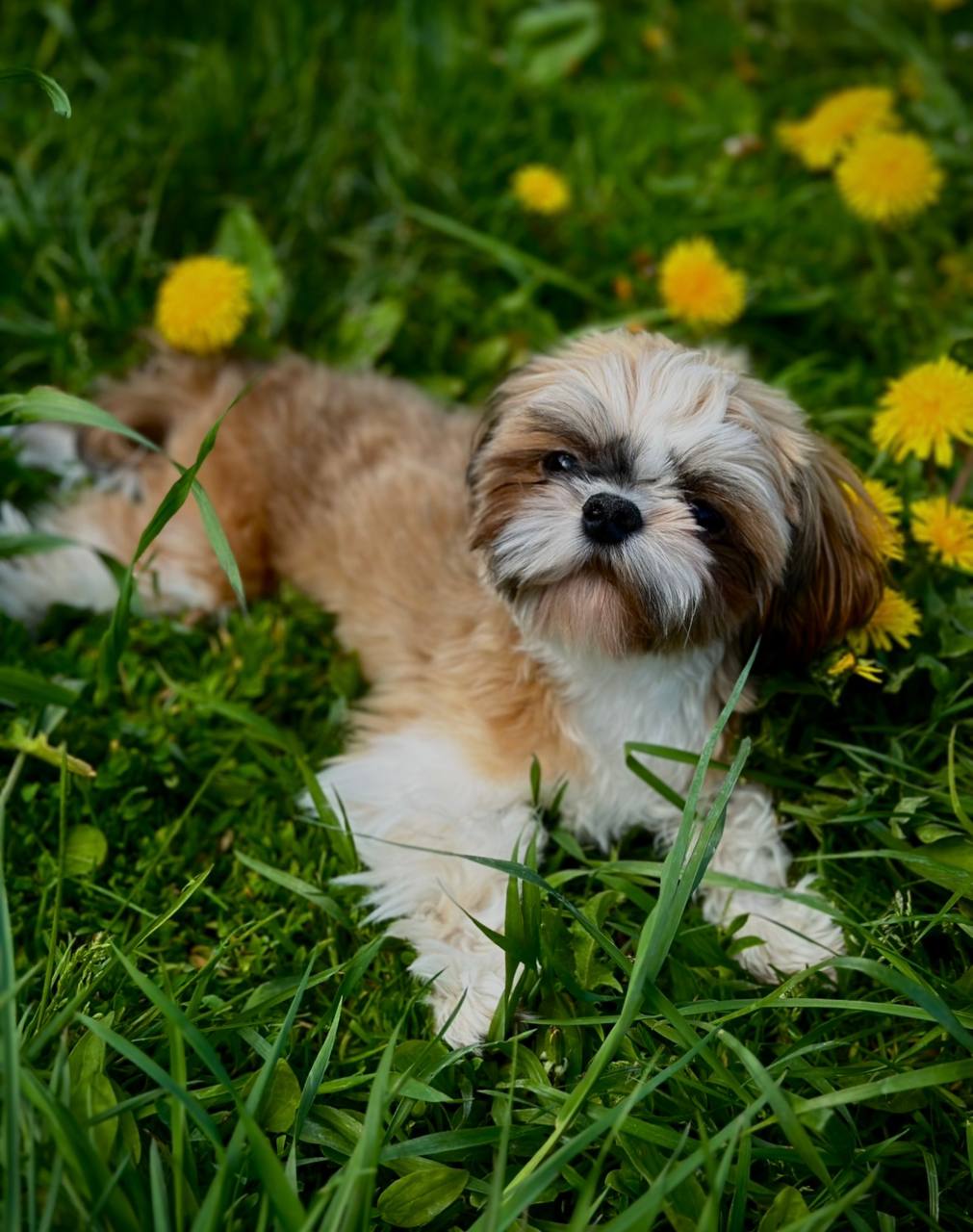 К нам обратилась орловчанка Ксения с просьбой помочь найти собаку К нам обратилась орловчанка Ксения с просьбой помочь найти собаку