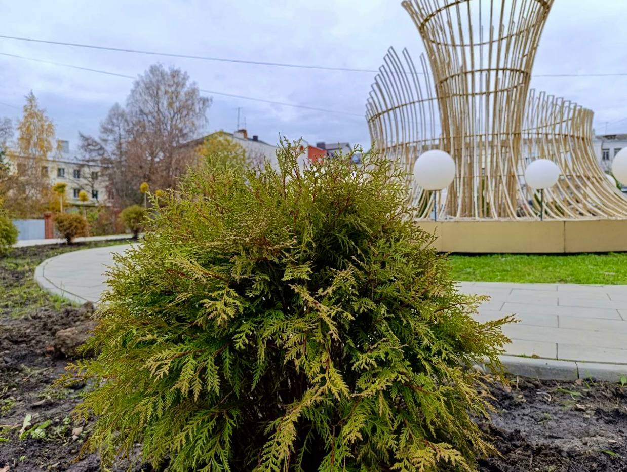 Туи со «Стрелки» нашли зимовку у сухого фонтана Туи со «Стрелки» нашли зимовку у сухого фонтана