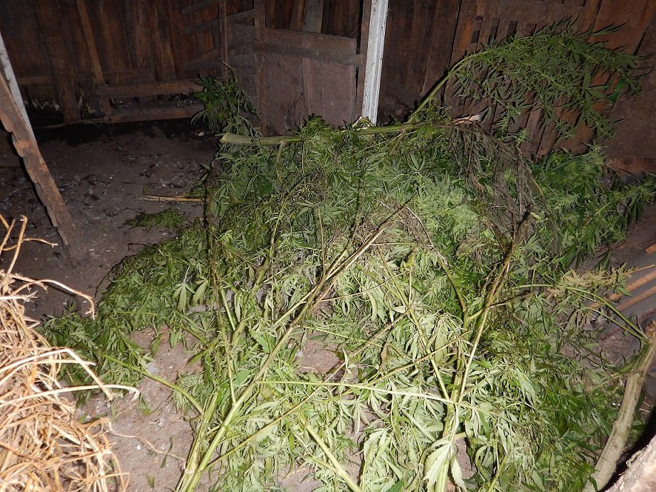 Житель Орловской области уличён полицейскими в хранении более 7 килограммов «дурман-травы» Житель Орловской области уличён полицейскими в хранении более 7 килограммов «дурман-травы»