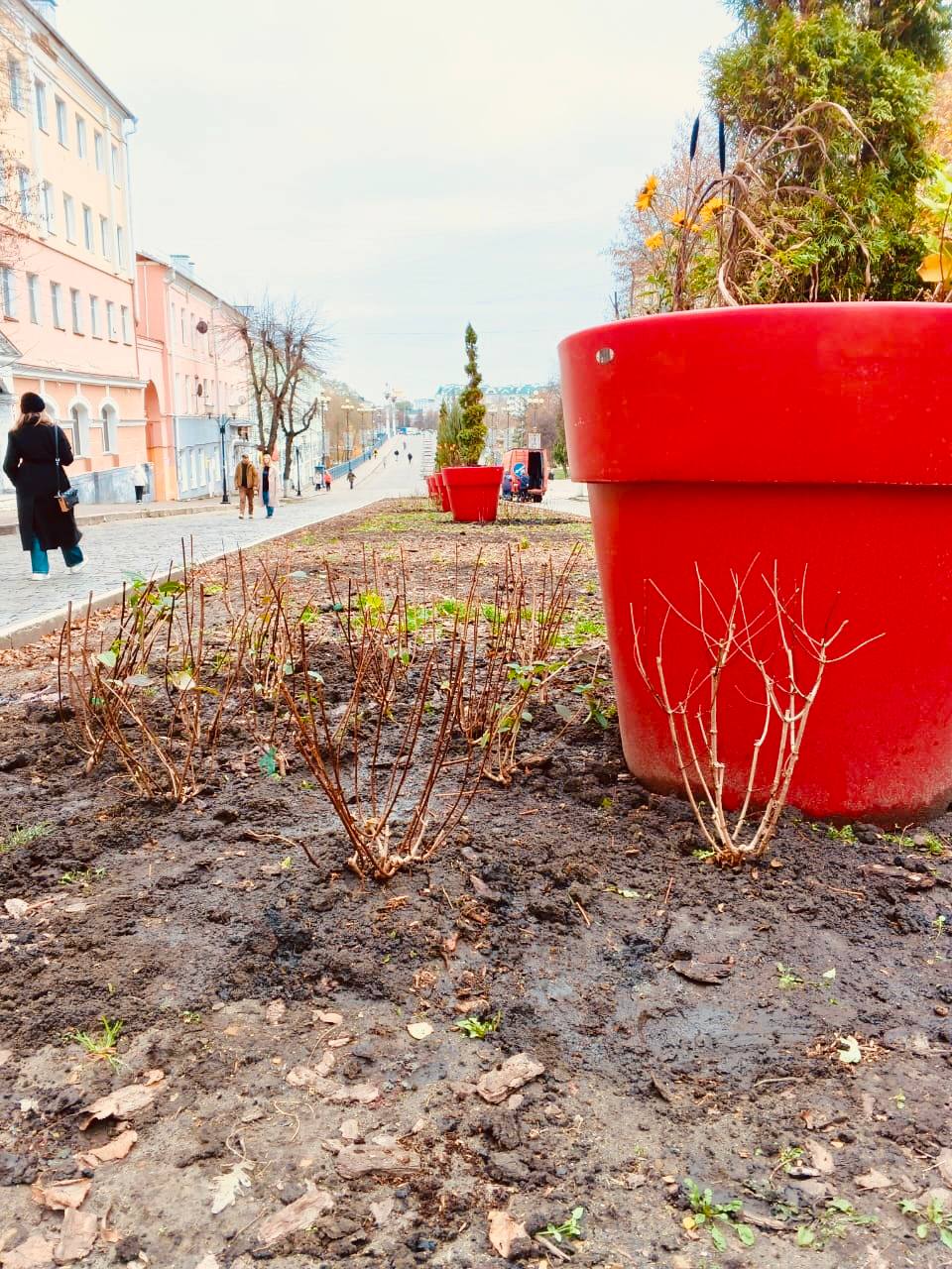 На орловских клумбах «поселились» гортензии