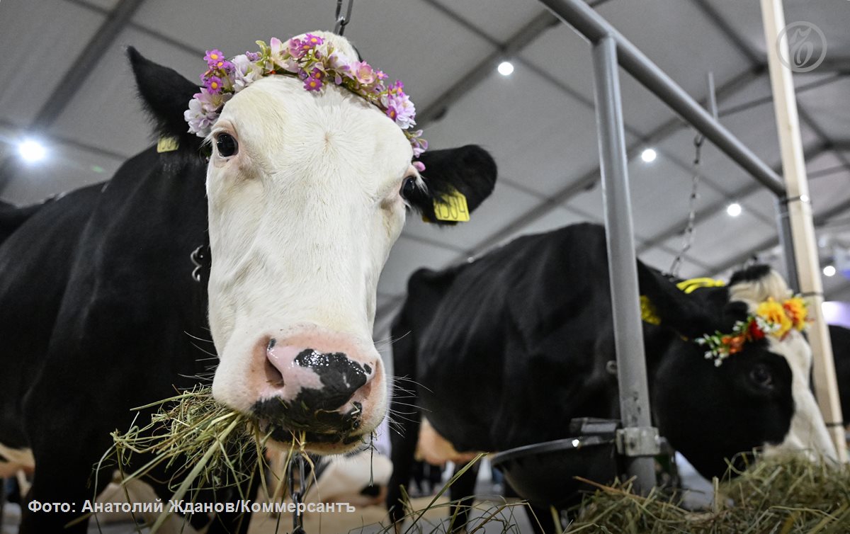 В Орловской области растениевод может построить молочную ферму за 900 млн рублей