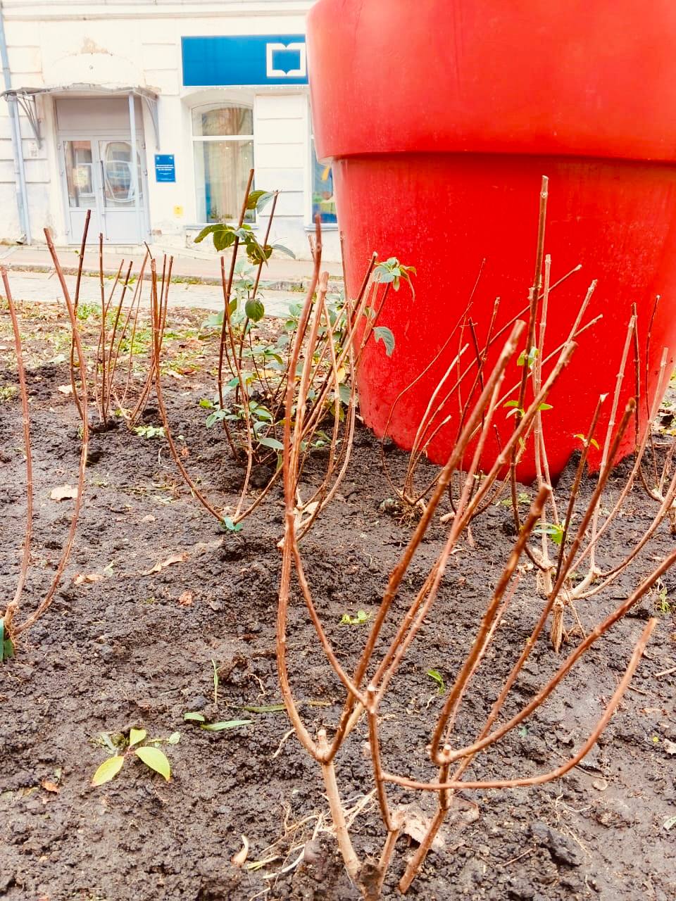 На орловских клумбах «поселились» гортензии На орловских клумбах «поселились» гортензии