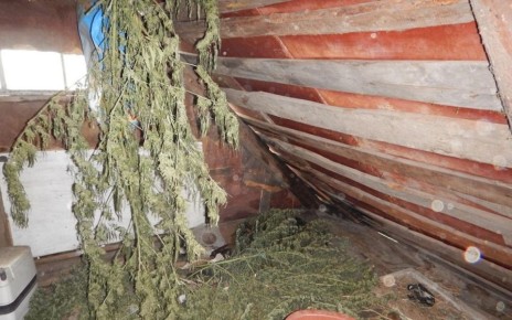 Житель Орловской области уличён полицейскими в хранении более 7 килограммов «дурман-травы»