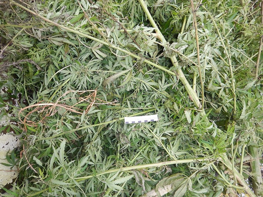 Житель Орловской области уличён полицейскими в хранении более 7 килограммов «дурман-травы» Житель Орловской области уличён полицейскими в хранении более 7 килограммов «дурман-травы»