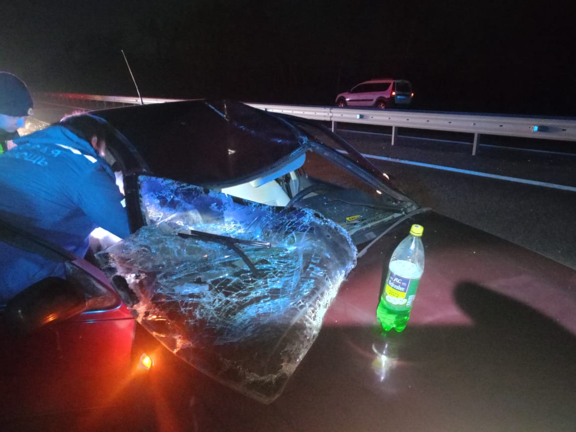 Лось на дороге в Орловской области стал причиной ДТП и травм у двух человек