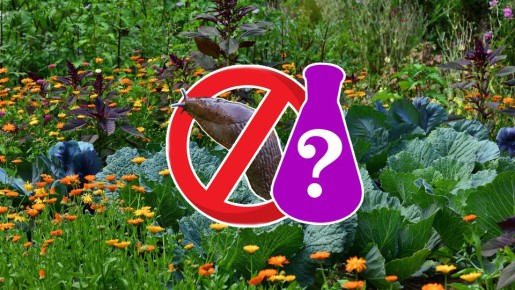 Разбросайте эту специю по участку: урожай будет шикарным, а слизни исчезнут