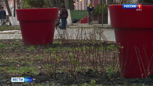 Центр Орла украсят почти полторы сотни кустов гортензий