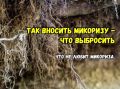 Как не допустить ошибок при использовании микоризы: советы для каждого садовода