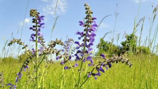 «За добрым здравием»: какие травы стоит собирать в лечебных целях