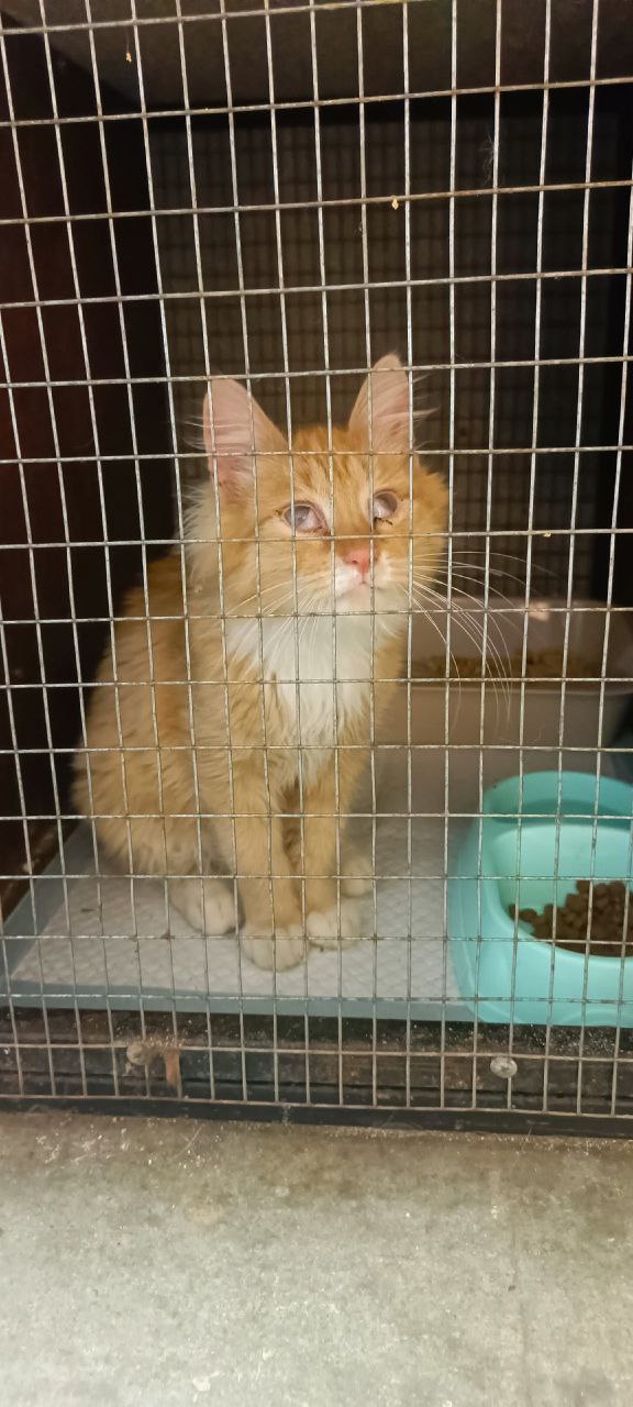 Зооволонтеры из группы "Альфа" просят помочь и поддержать это рыжее чудо Зооволонтеры из группы "Альфа" просят помочь и поддержать это рыжее чудо