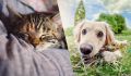 Уникальные способности памяти домашних питомцев: что знают ученые