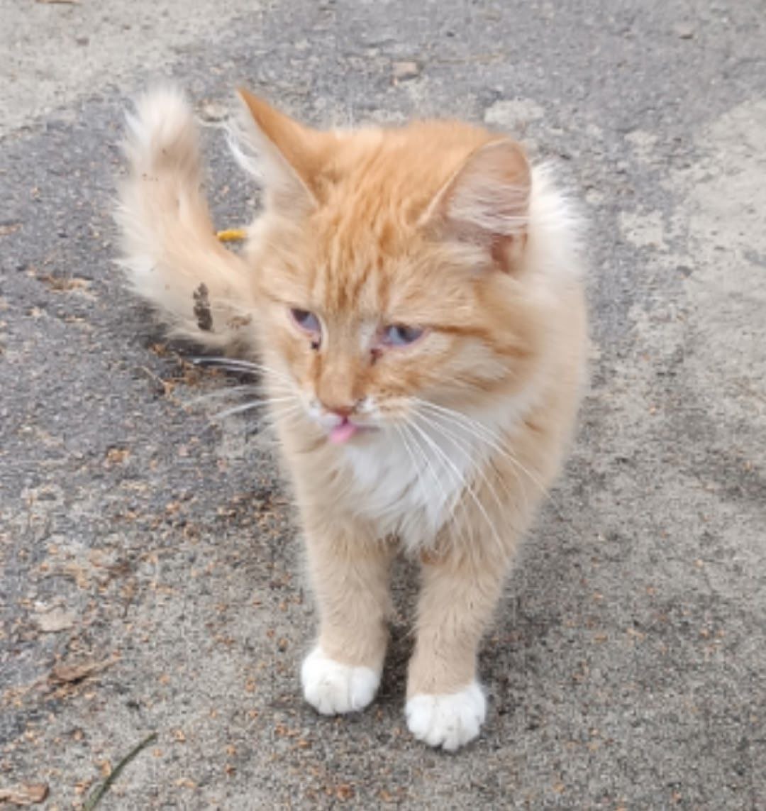 Зооволонтеры из группы "Альфа" просят помочь и поддержать это рыжее чудо