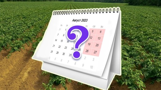 До конца лета получите еще урожай: посадите после раннего картофеля вот что