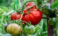 Идеальные томаты для теплицы: проверенные сорта