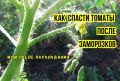 Как восстановить томаты после холодов: советы агрономов