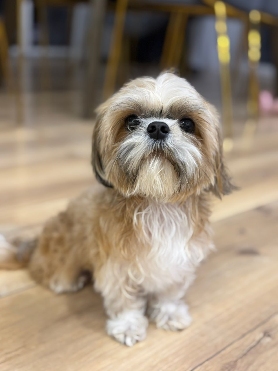 Ронни дома!. "Первый Областной" 5 ноября рассказывал о пропаже собаки