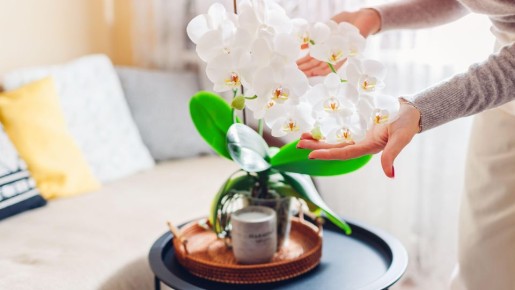 Корни пустит даже самая безнадежная орхидея: до такого способа не каждый додумается
