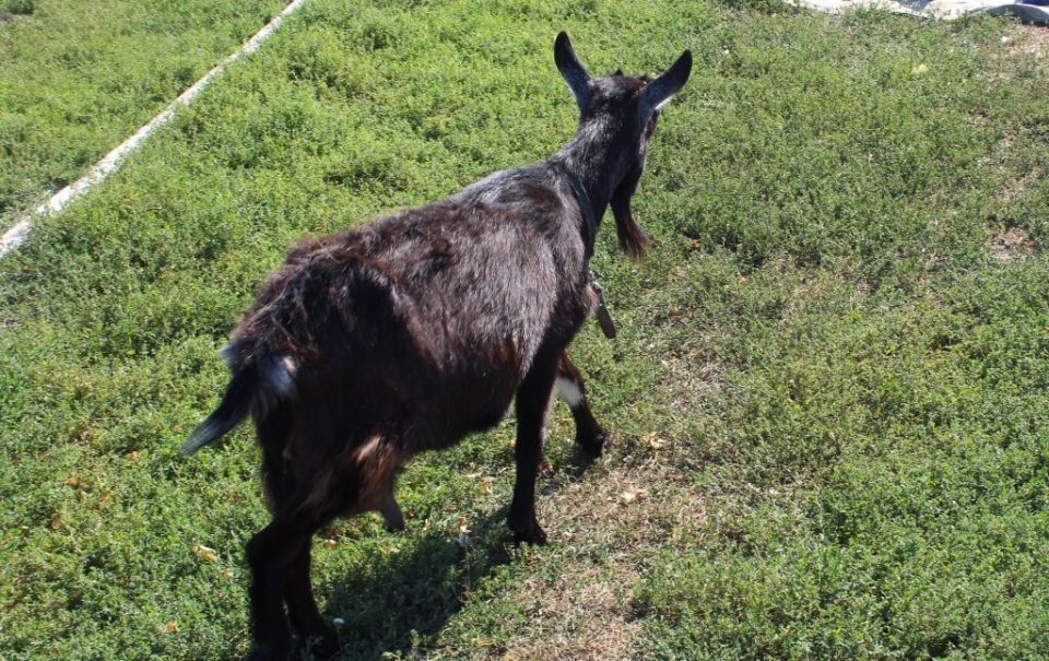 Почему коза не кормит своих козлят?