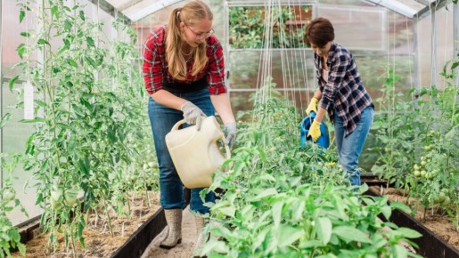Урожай огурцов будете собирать аж до заморозков: полейте их в августе вот чем