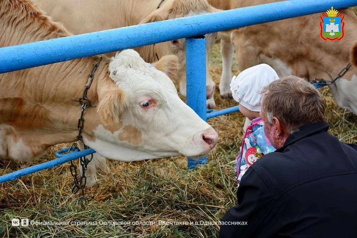 В Орловской области подвели итоги конкурса «Ветеранское подворье» 2025 года