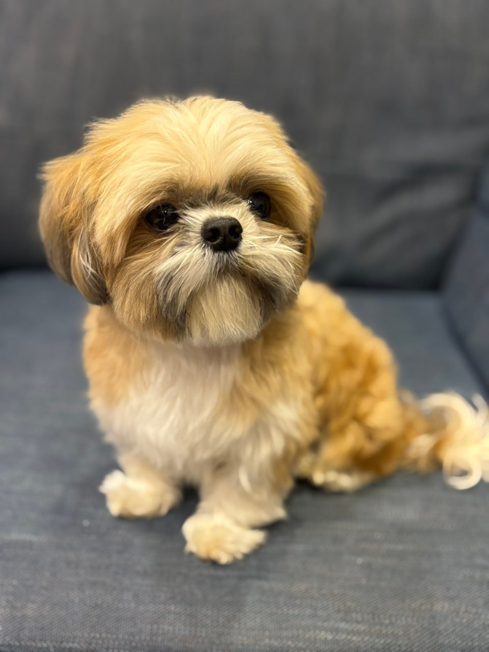 Ронни дома!. "Первый Областной" 5 ноября рассказывал о пропаже собаки Ронни дома!. "Первый Областной" 5 ноября рассказывал о пропаже собаки