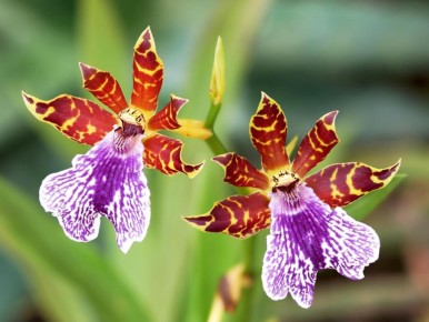 Секреты ухода за орхидеями: как заставить их цвести круглый год