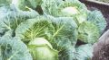 Капуста вымахает на зависть всем соседям: разбросайте по грядкам вот что