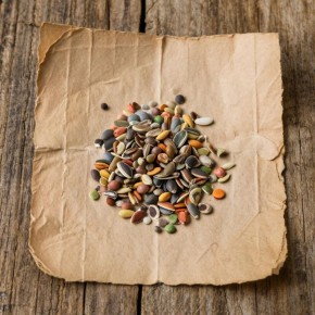 Секреты успешной рассады: три этапа подготовки семян для богатого урожая