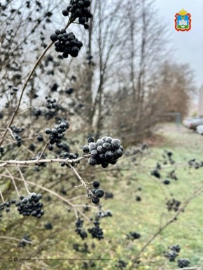 Красота первых заморозков. #Орловскаяобласть