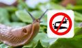 Как защитить дом от нежелательных гостей: эффективные методы борьбы со слизнями