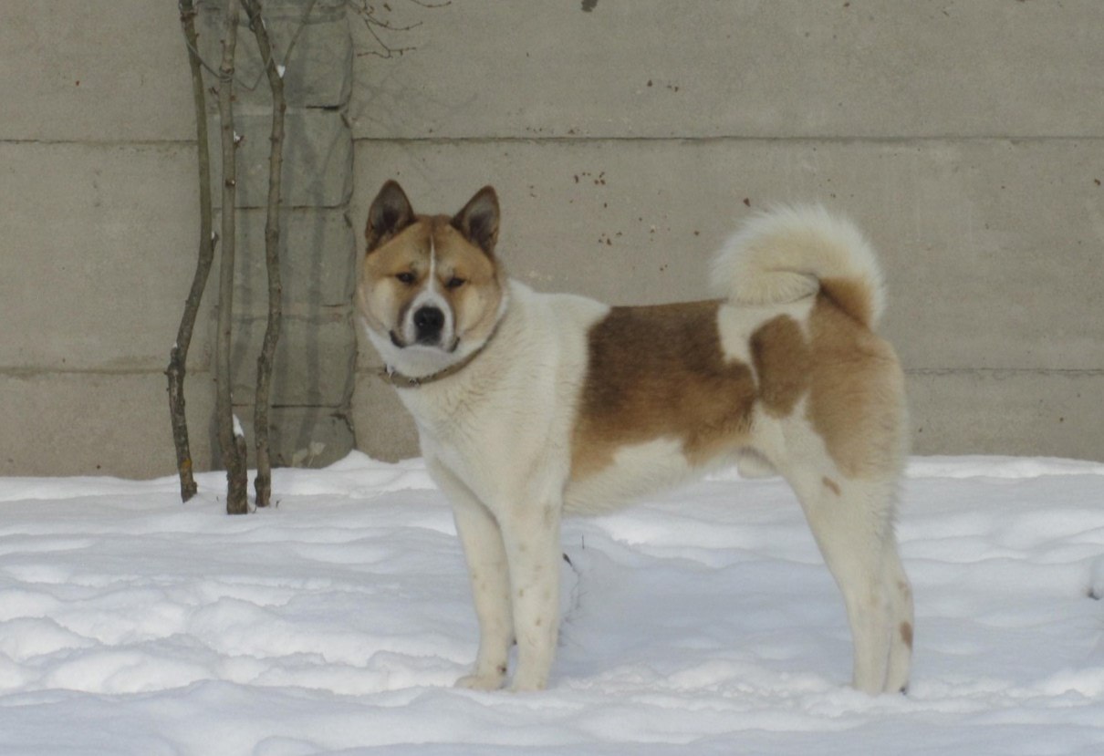 Орловчан просят о помощи в поиске собаки