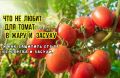 Томаты под палящим солнцем: как не навредить