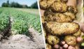Как собрать два урожая картофеля за один сезон: секреты опытных дачников