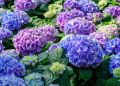 Гортензии под надежной защитой: как правильно подготовить к зиме