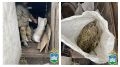 В сарае у жителя Дмитровского района нашли мешок конопли