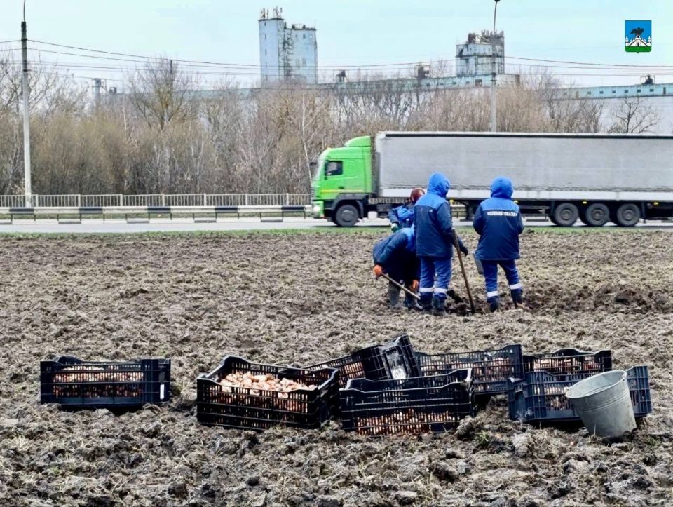 Алые, золотистые и лиловые: в Орле следующей весной появится клумба из 30 тысяч тюльпанов Алые, золотистые и лиловые: в Орле следующей весной появится клумба из 30 тысяч тюльпанов