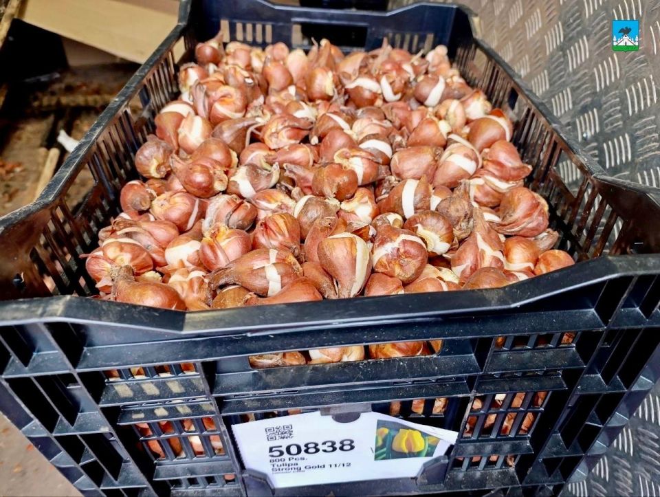 Алые, золотистые и лиловые: в Орле следующей весной появится клумба из 30 тысяч тюльпанов Алые, золотистые и лиловые: в Орле следующей весной появится клумба из 30 тысяч тюльпанов