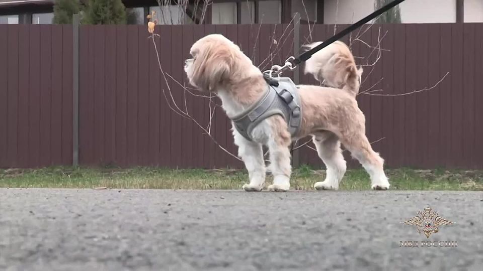 Ирина Волк: Эта трогательная история о пропаже собачки по кличке Ронни в г. Орле широко распространилась в соцсетях, не оставив равнодушными местных жителей