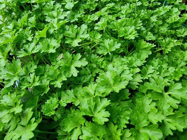 Петрушка не для еды: удивительное применение, о котором молчат все дачники