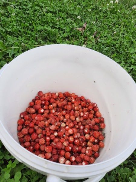 Лесные приключения: последний вкус земляники и неожиданные грибные находки