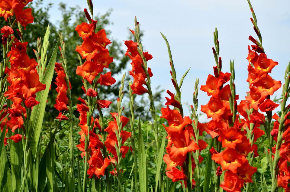 Зимостойкие гладиолусы: надежный выбор для вашего сада