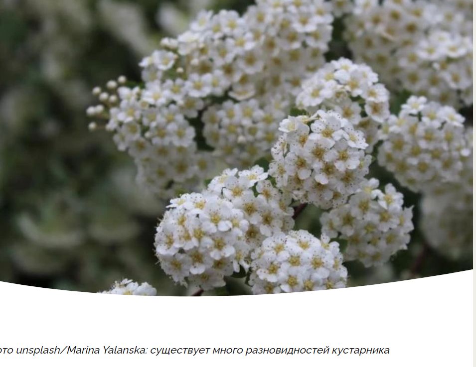 Секреты белоснежных спирей: выбор идеальных кустарников для вашего сада
