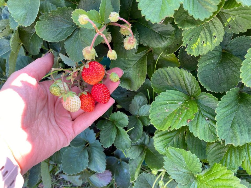 Почему ягоды клубники уменьшились в размерах?