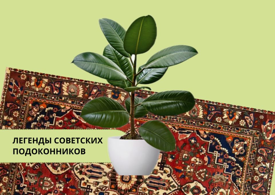 Фикус каучуконосный: как это растение стало иконой современного интерьера