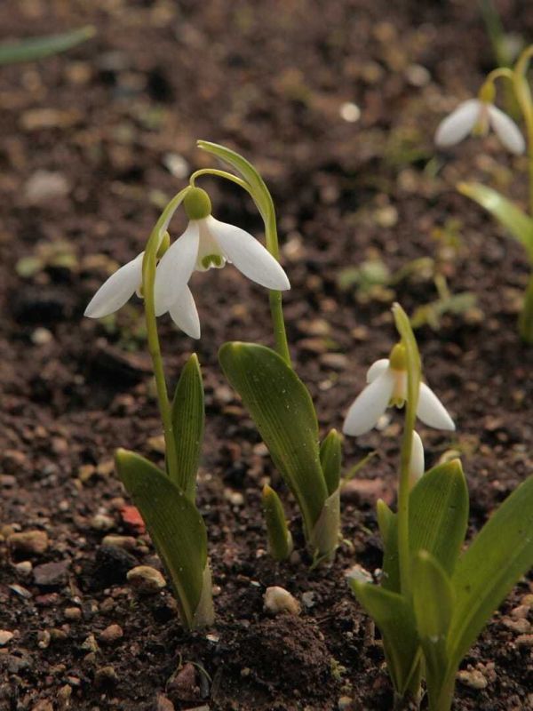 Подснежник Воронова: чудо весны, о котором стоит знать