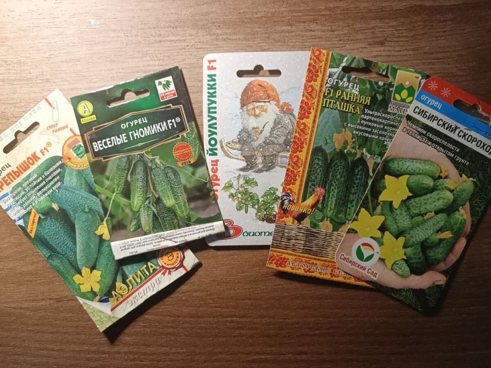 Ультра-ранние огурцы: как получить свежий урожай в теплице уже в мае